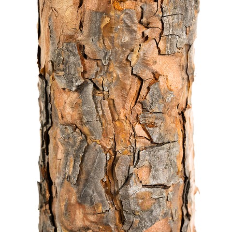 Božićno drvce 160cm